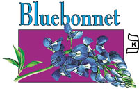 Bluebonnet